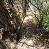 Plants: image 10 Of 34 Thumb